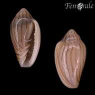 Image of Marginella Lamarck 1799