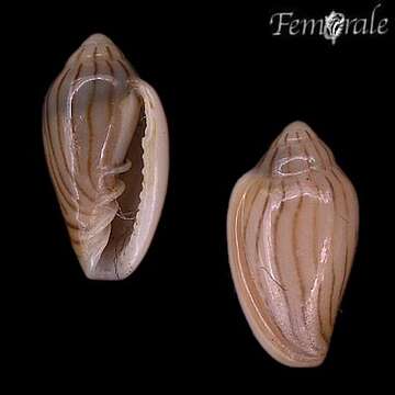 Слика од Marginella Lamarck 1799