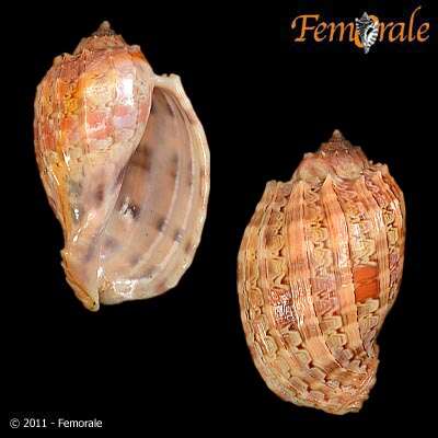 Image of Harp Snails