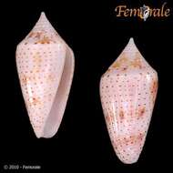 Image of Conasprella Thiele 1929