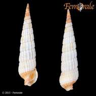 Image of Needle Whelks