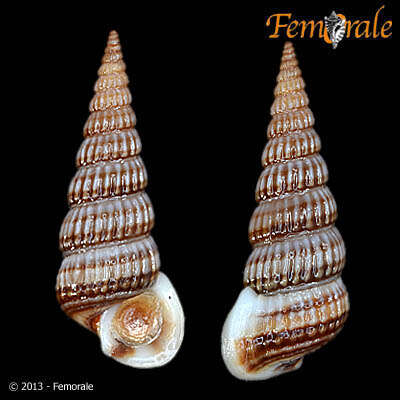 Image de Potamididae