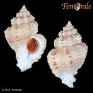 Image of Murex Snails