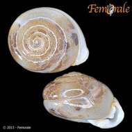 Image of hunter snails