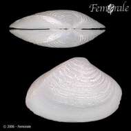 Image of Anatinellidae Gray 1853
