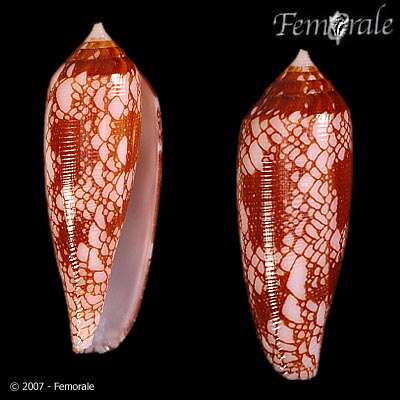 Image of Conus Linnaeus 1758