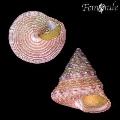 صورة Calliostoma sanjaimense McLean 1970