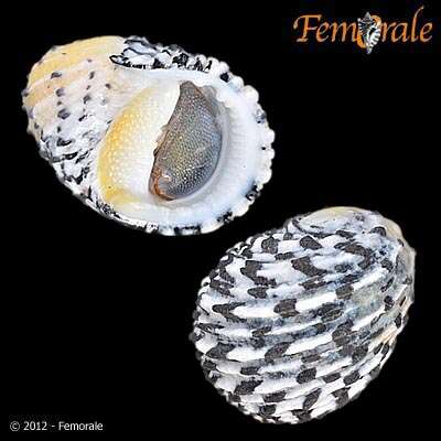 Image of textile nerite