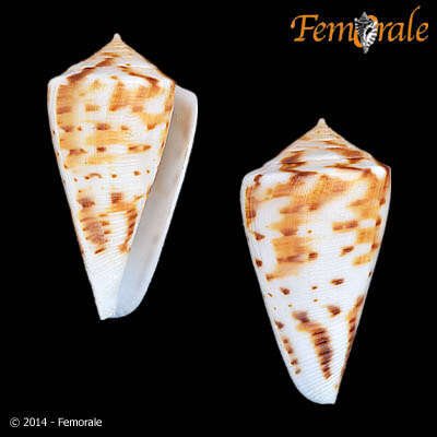 Image of cone snails