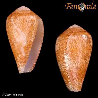 Image of cone snails