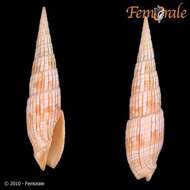 Image of Turbinelloidea Rafinesque 1815