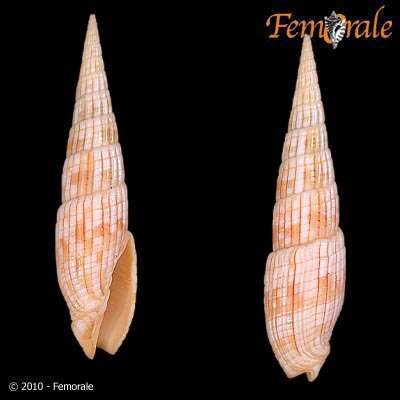 Image of Turbinelloidea Rafinesque 1815