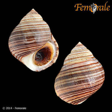 Image of Periwinkle snails