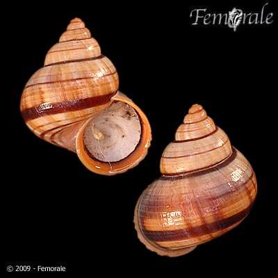 صورة Pomatiidae