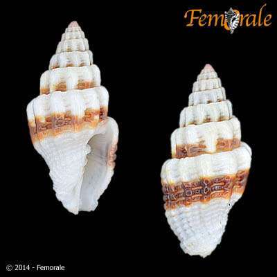 Image de Turbinelloidea Rafinesque 1815