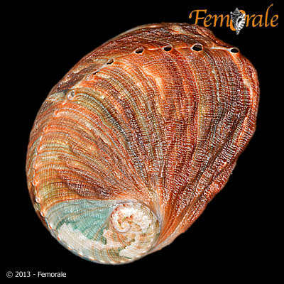 Image of Haliotoidea Rafinesque 1815