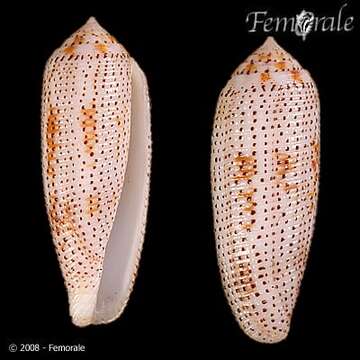 Image of cone snails