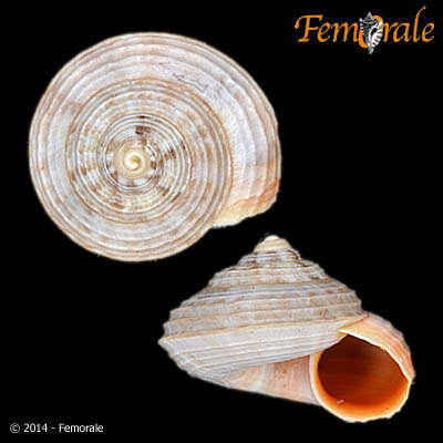 Image of Pomatiidae