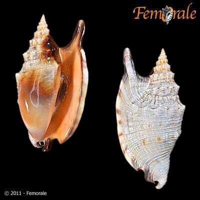 Image of Strombus Linnaeus 1758