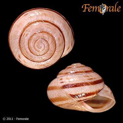 Image of Banded snails