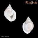 صورة Ringicula conformis Monterosato 1877