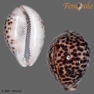Image of tiger cowrie