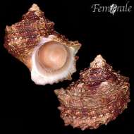 Image of turban snail