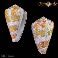 Image de Conus Linnaeus 1758