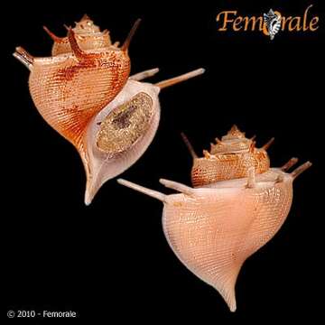 Image of Paludomidae