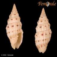 Image of Turbinelloidea Rafinesque 1815