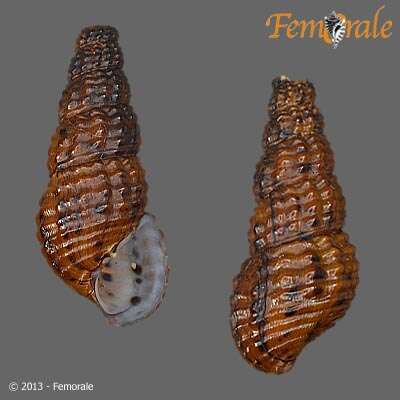 Image of Pachychilidae