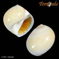 Image of moon snails