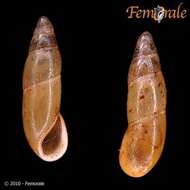 Ferussacia lanzarotensis (Mousson 1872) resmi