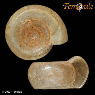 Image de unclassified Gastropoda