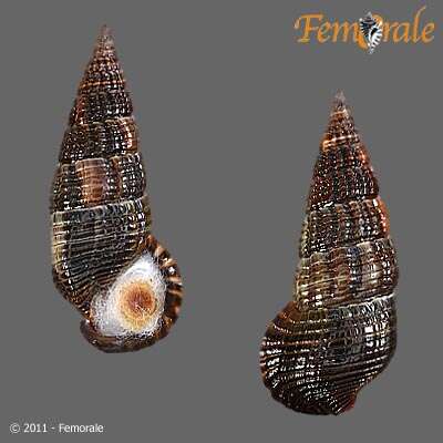 Image de Potamididae