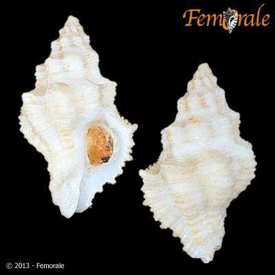 Image of Babelomurex Coen 1922