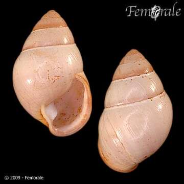 Image of Achatinella