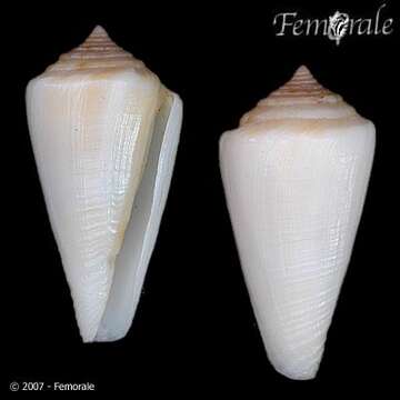 Image of cone snails