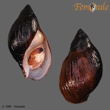 Слика од Zemelanopsidae