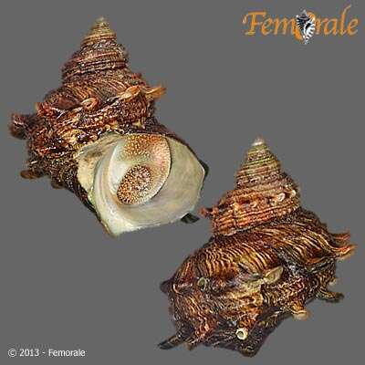 Image of turban snail