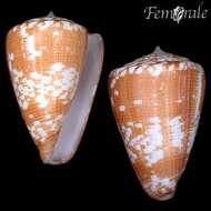 Conus venulatus Hwass ex Bruguière 1792的圖片