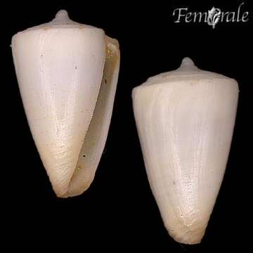 Image of cone snails