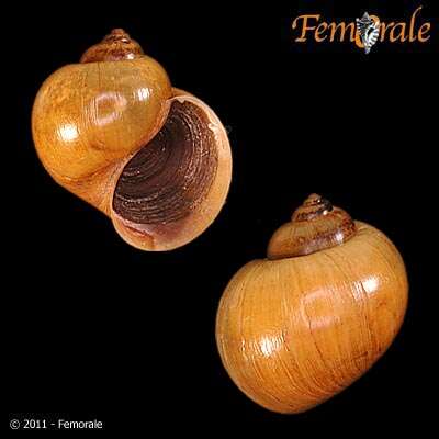 <i>Pomacea lineata</i> Spix 1827 resmi