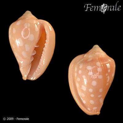 Image of Marginella Lamarck 1799