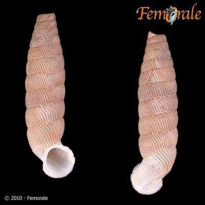 Imagem de Gongylostoma trimellata (Pfeiffer 1864)