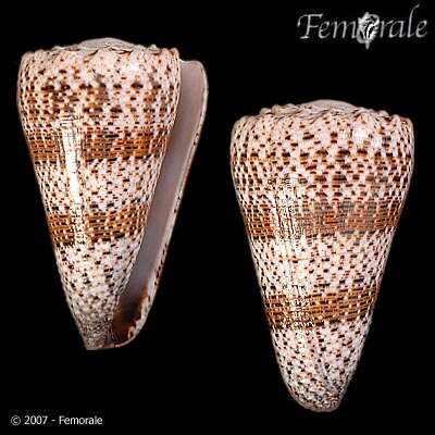 Image of Conus Linnaeus 1758