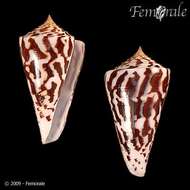 Image of Conasprella Thiele 1929