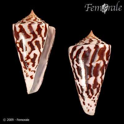 Image of Conasprella Thiele 1929