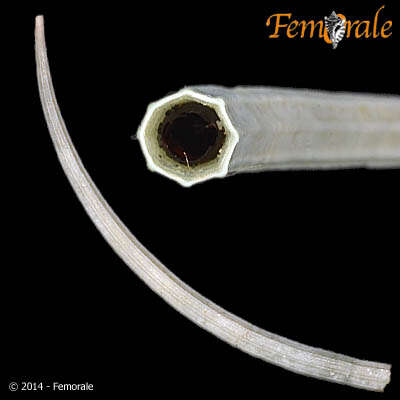 Image of Dentalium Linnaeus 1758