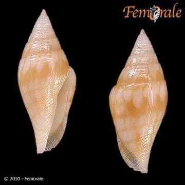 Mitromorphidae T. L. Casey 1904的圖片